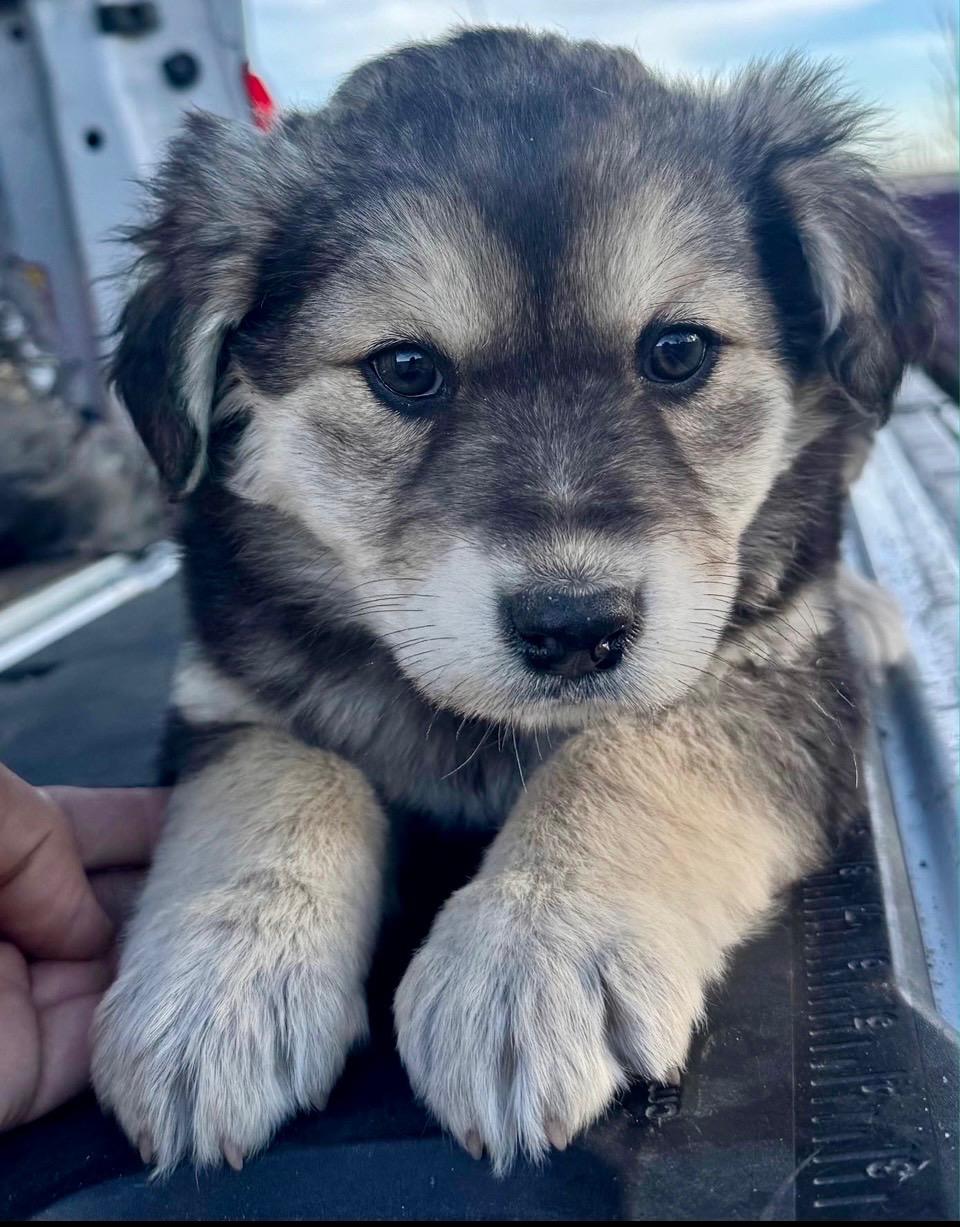 Enlarge Hazy, an adopted mixed breed in Carlsbad, CA image 2/3