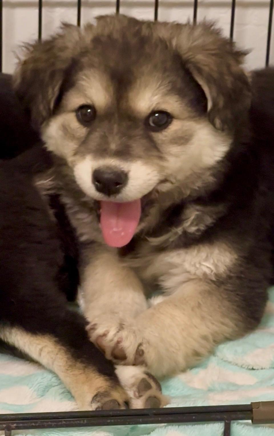 Hazy, adopted, Puppy Female German Shepherd Dog & Siberian Husky.
