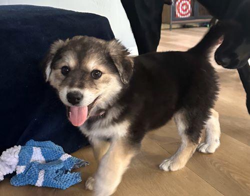 Enlarge Hazy, an adopted mixed breed in Carlsbad, CA image 3/3