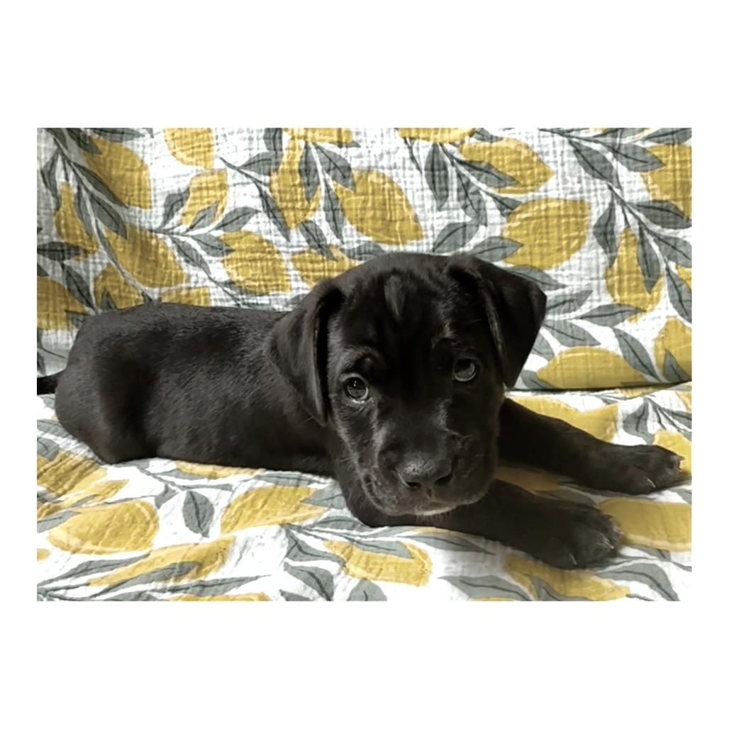 Enlarge Mike, a Adoptable mixed breed in Crystal, MN image 1/3