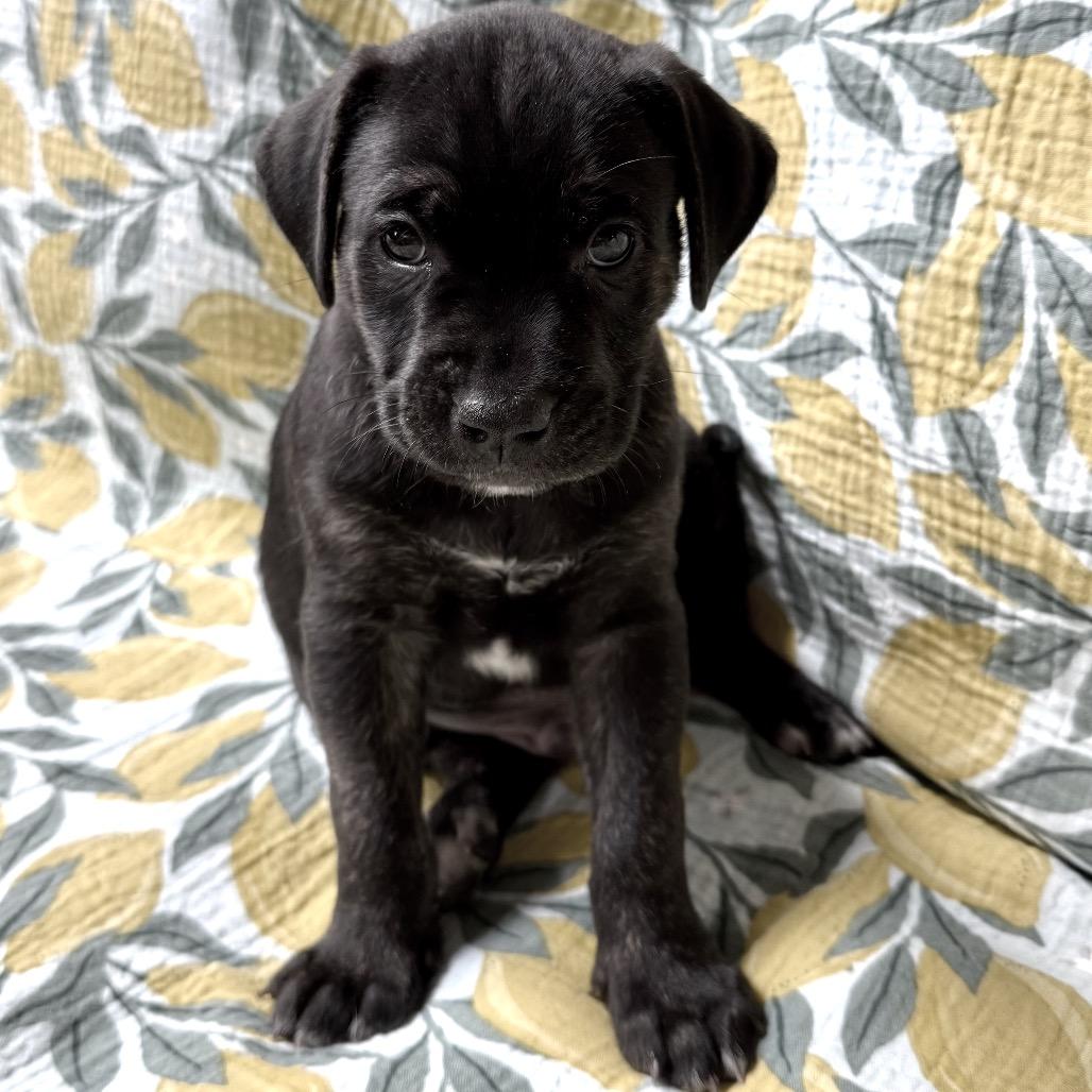 Enlarge Mike, a Adoptable mixed breed in Crystal, MN image 2/3