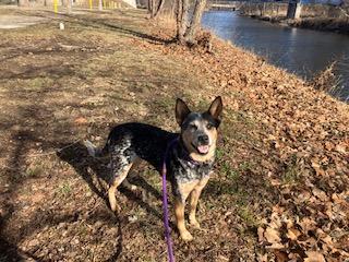 Dolly, a ADOPTABLE Australian Cattle Dog / Blue Heeler in Muncie, IN image 4/5
