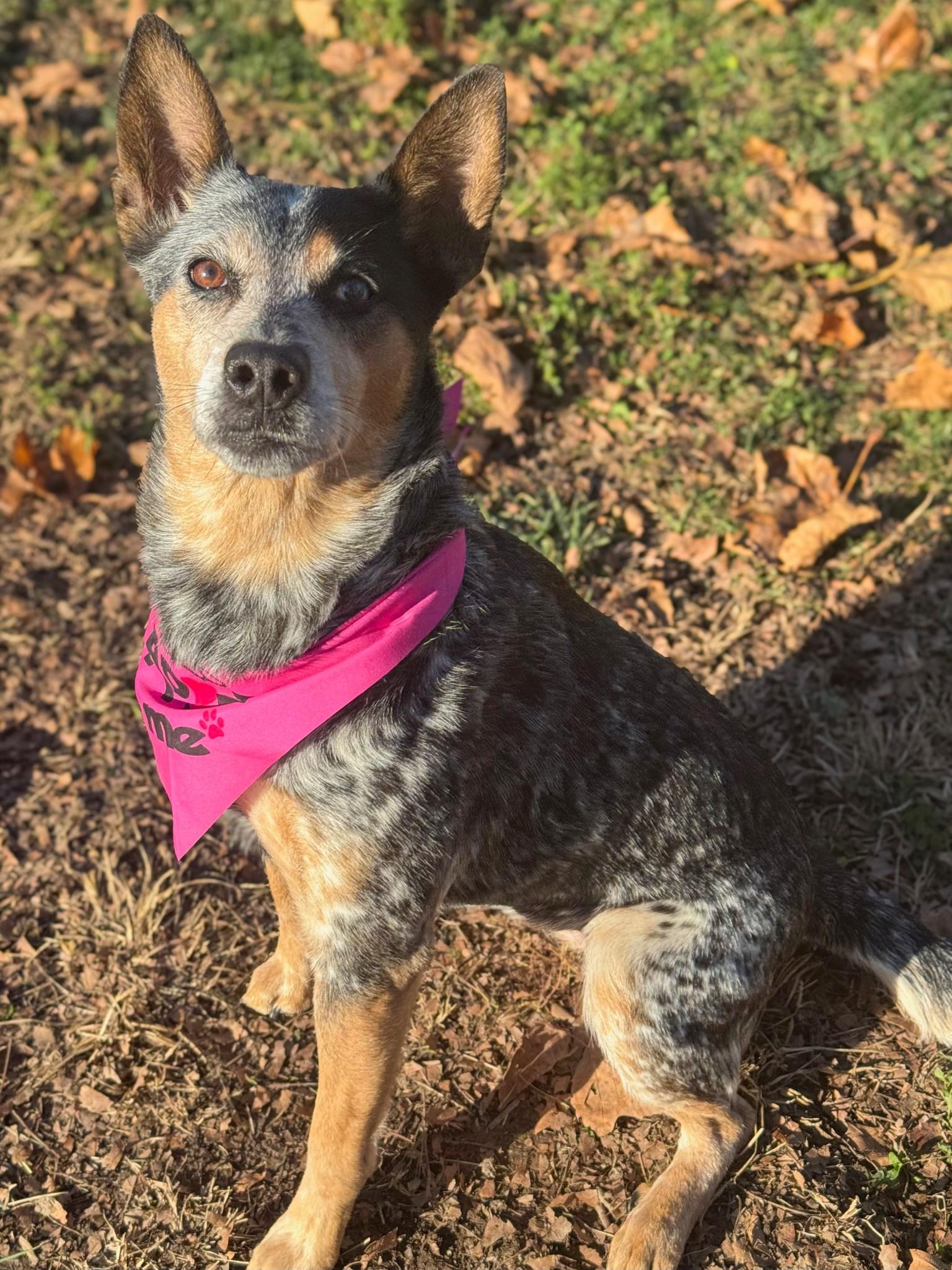 Dolly, ADOPTABLE, Adult Female Australian Cattle Dog / Blue Heeler.
