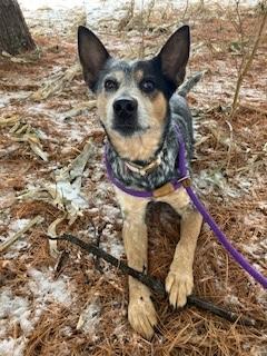 Dolly, a ADOPTABLE Australian Cattle Dog / Blue Heeler in Muncie, IN image 3/5