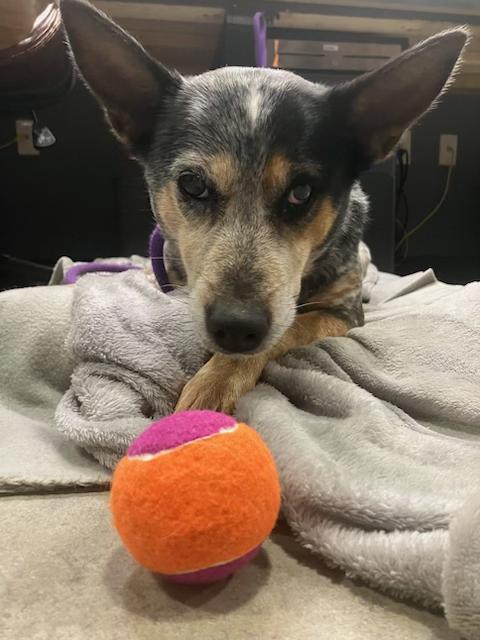Enlarge Dolly, a ADOPTABLE Australian Cattle Dog / Blue Heeler in Muncie, IN image 2/5