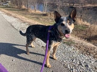 Dolly, a ADOPTABLE Australian Cattle Dog / Blue Heeler in Muncie, IN image 2/5
