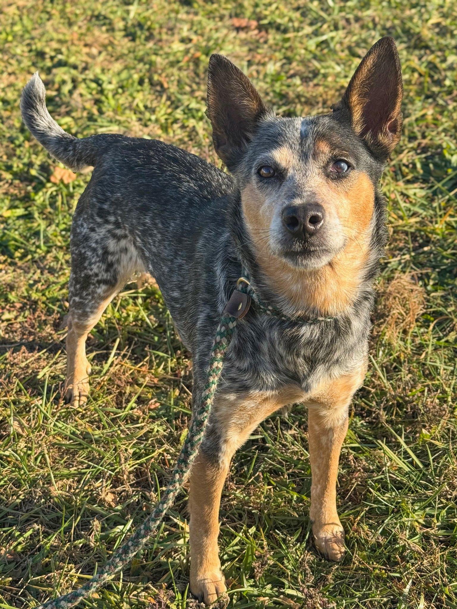 Dolly, a ADOPTABLE Australian Cattle Dog / Blue Heeler in Muncie, IN image 5/5