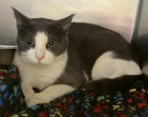 Shiner, Adoptable, Young Male Domestic Short Hair.