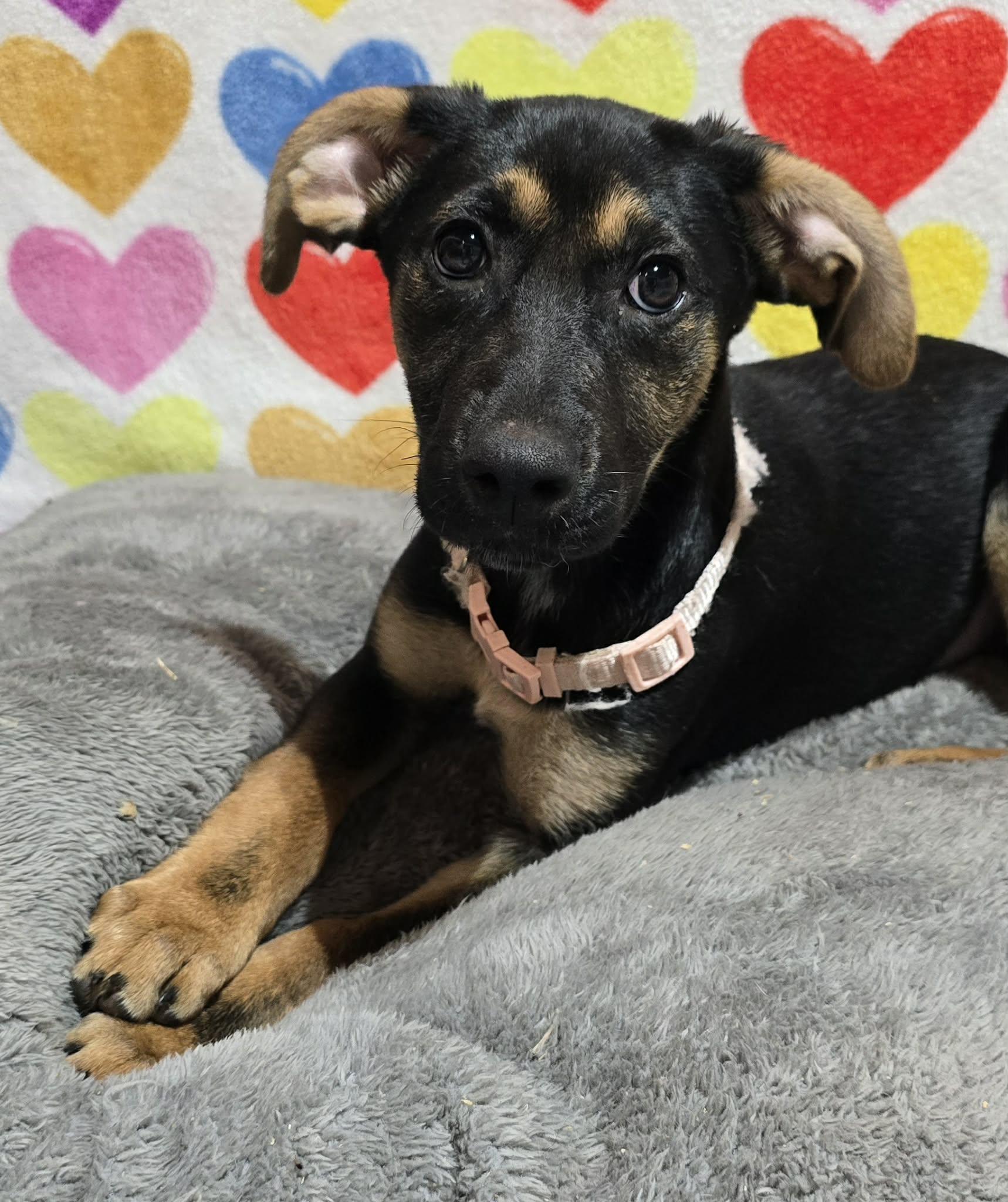 Lumi, ADOPTABLE, Puppy Female German Shepherd Dog.
