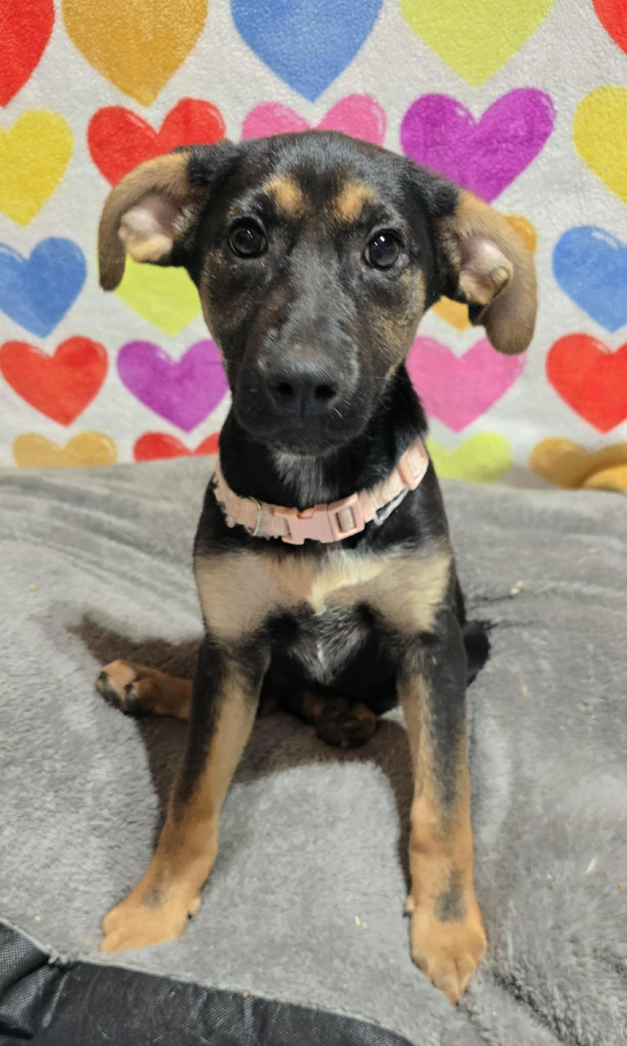 Enlarge Lumi, a ADOPTABLE mixed breed in Grand Rapids, MI image 2/2