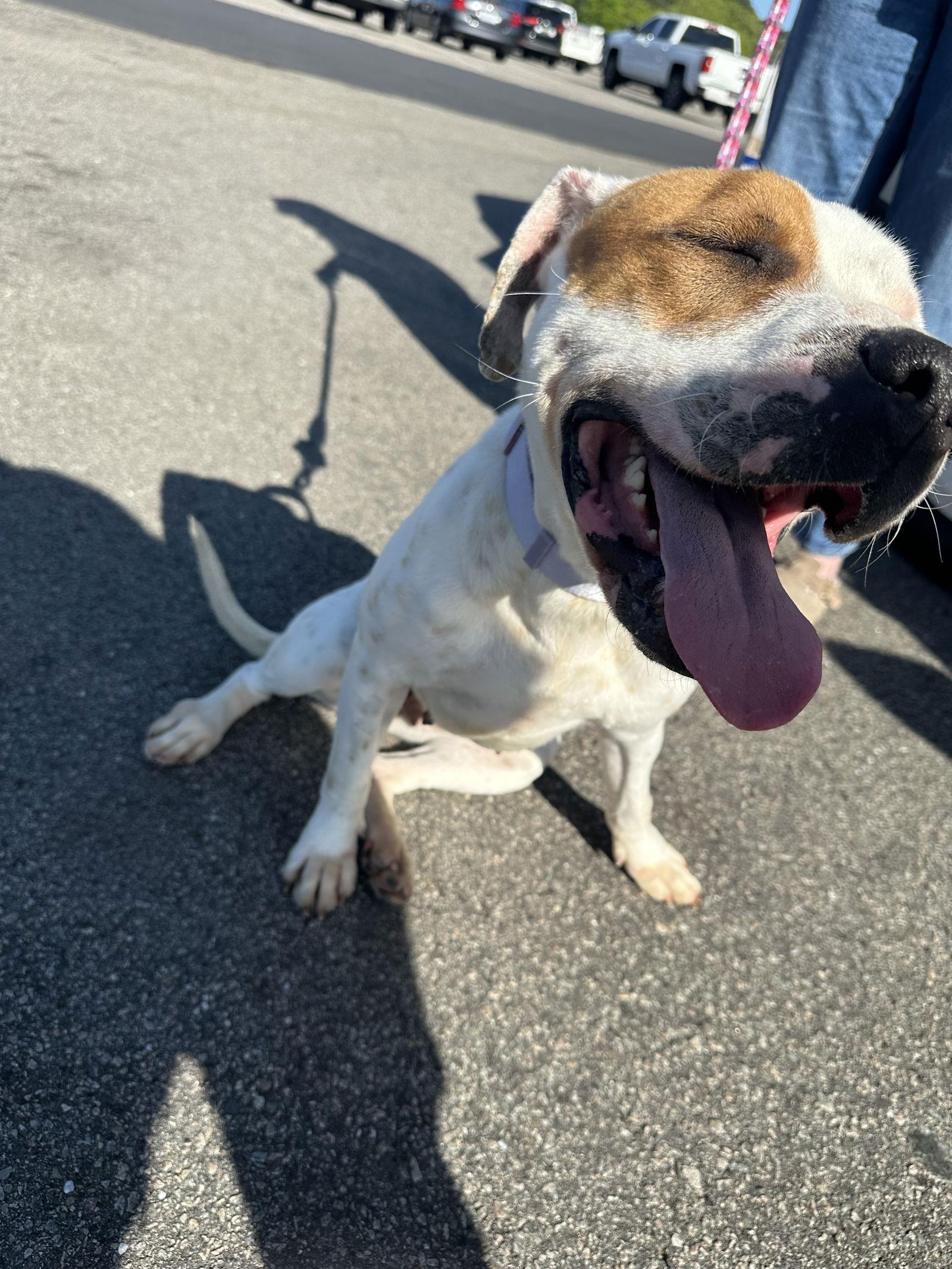 Sweety — thumbnail 3