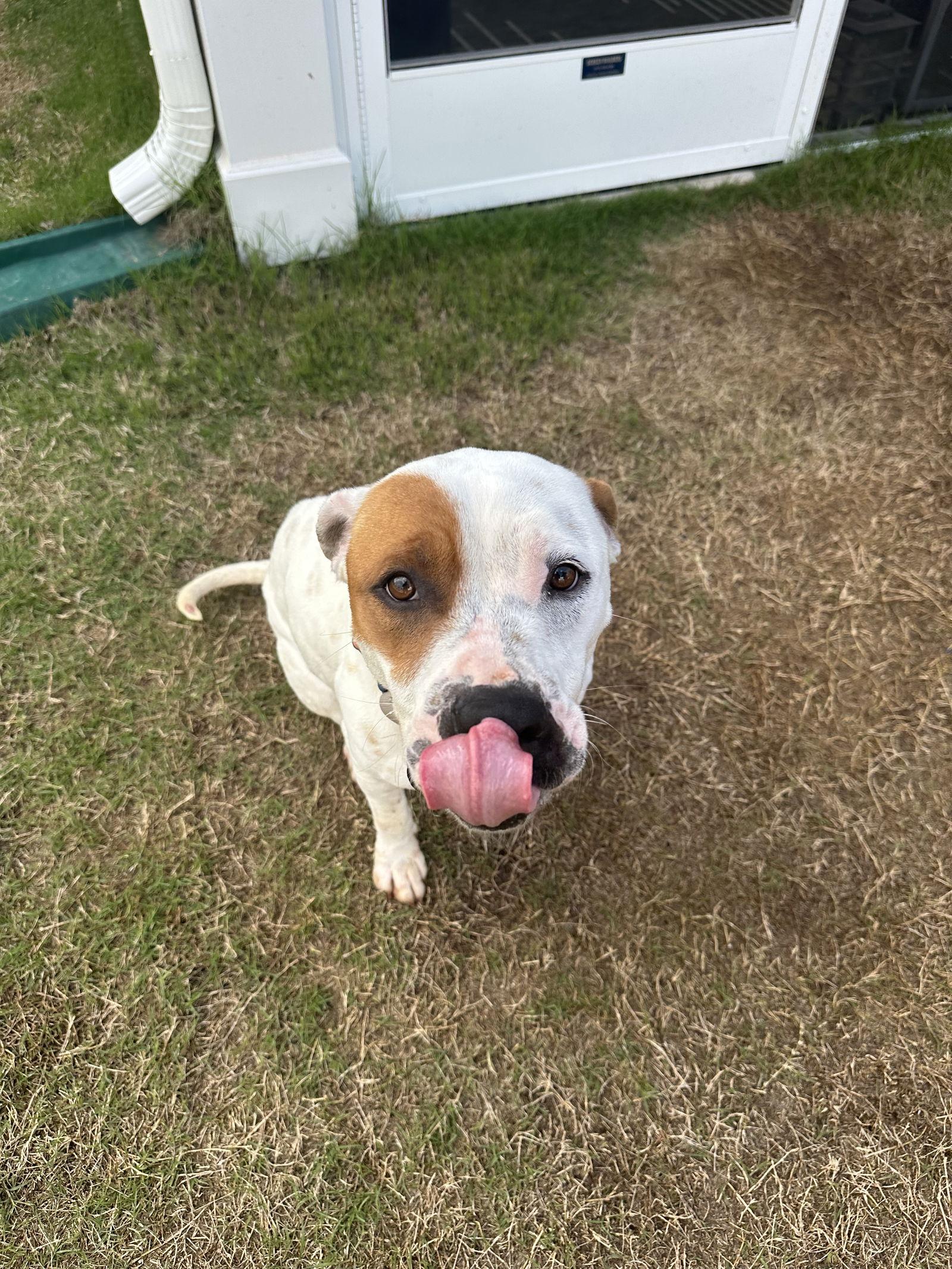 Sweety — thumbnail 4