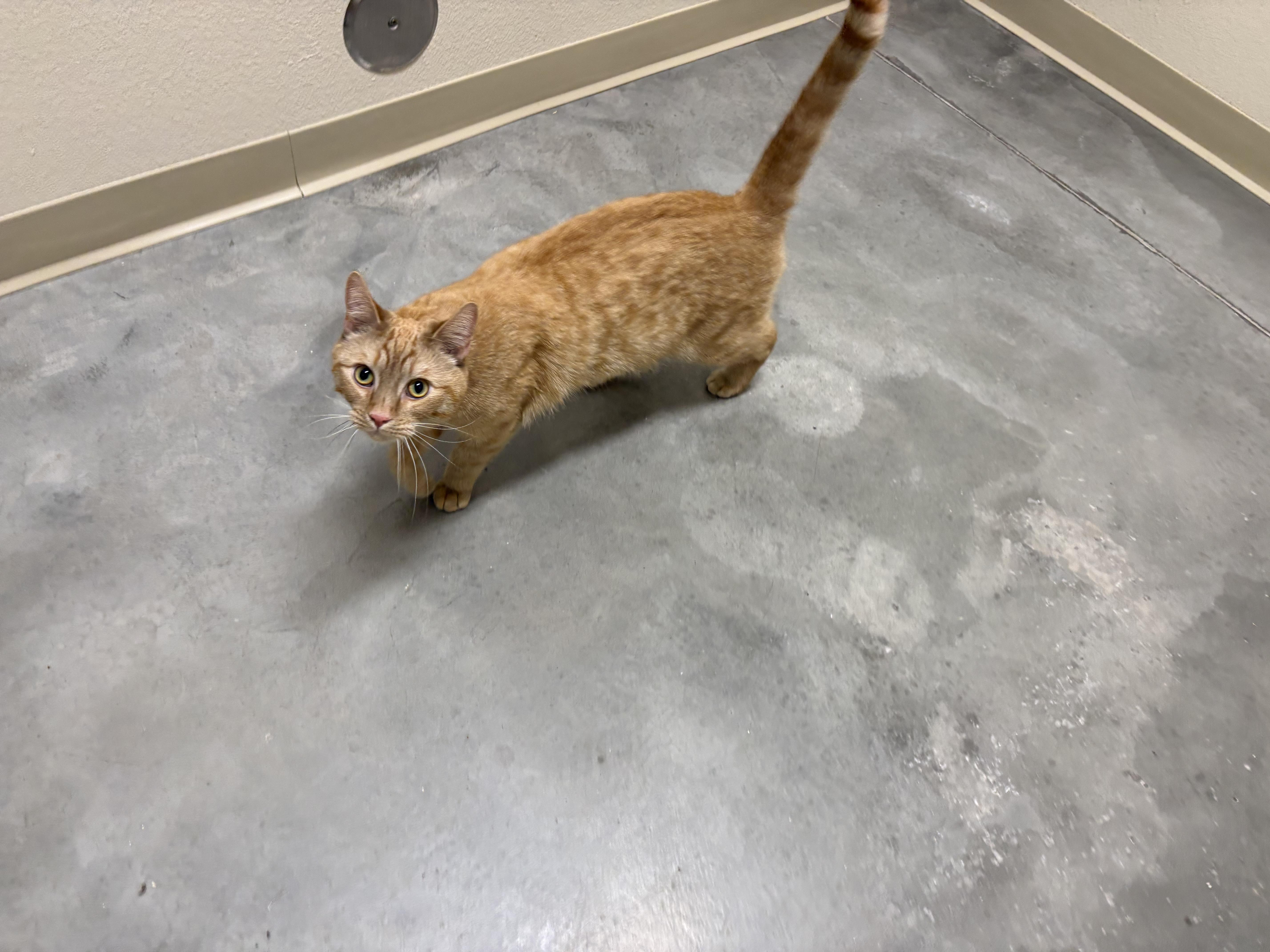 Enlarge Simba, an adopted Domestic Short Hair in Boise, ID image 1/1