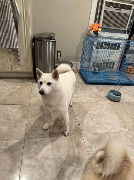 Enlarge Yuki, an adopted Shiba Inu in Toms River, NJ image 1/6