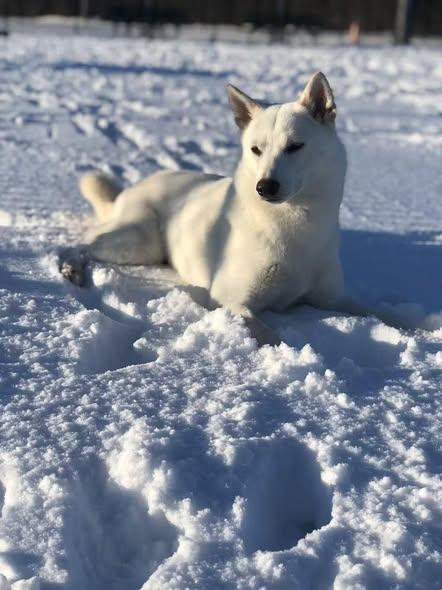 Enlarge Yuki, an adopted Shiba Inu in Toms River, NJ image 2/6