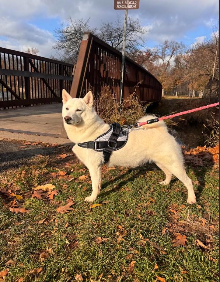 Enlarge Yuki, an adopted Shiba Inu in Toms River, NJ image 3/6