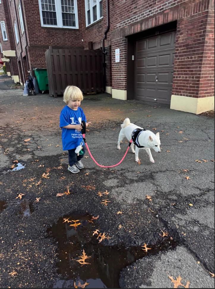 Enlarge Yuki, an adopted Shiba Inu in Toms River, NJ image 4/6