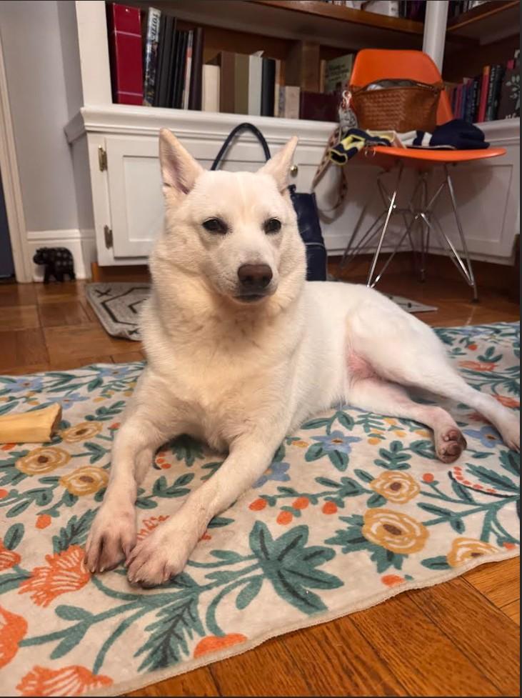Enlarge Yuki, an adopted Shiba Inu in Toms River, NJ image 5/6