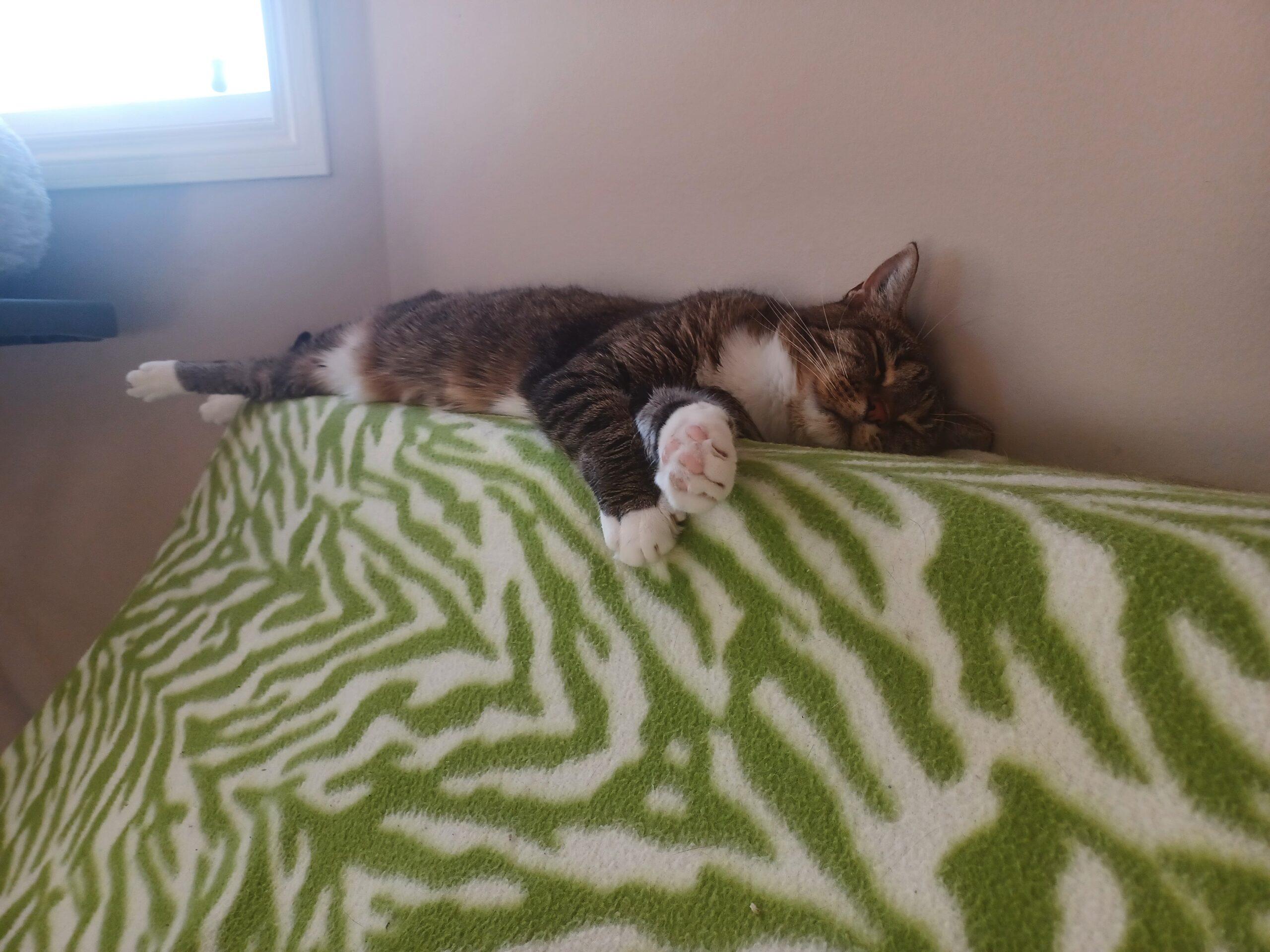 Masala, a Adoptable Domestic Short Hair in Calgary, AB image 2/4