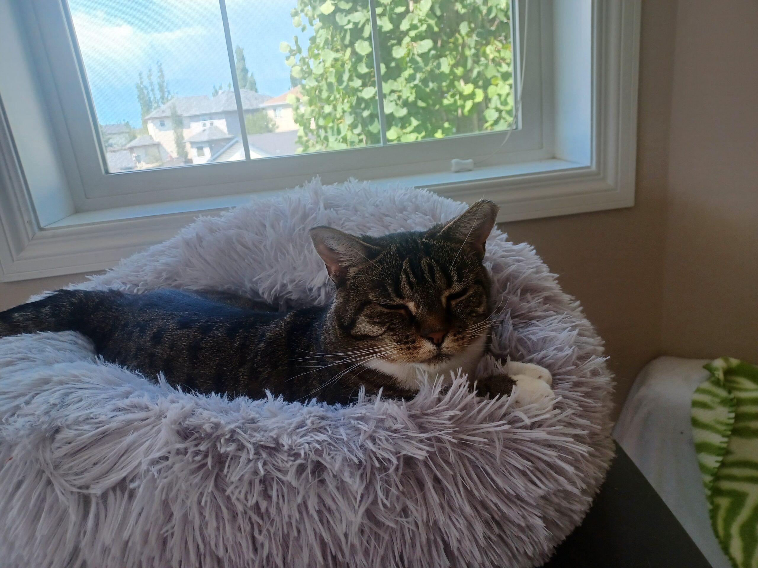 Masala, a Adoptable Domestic Short Hair in Calgary, AB image 3/4