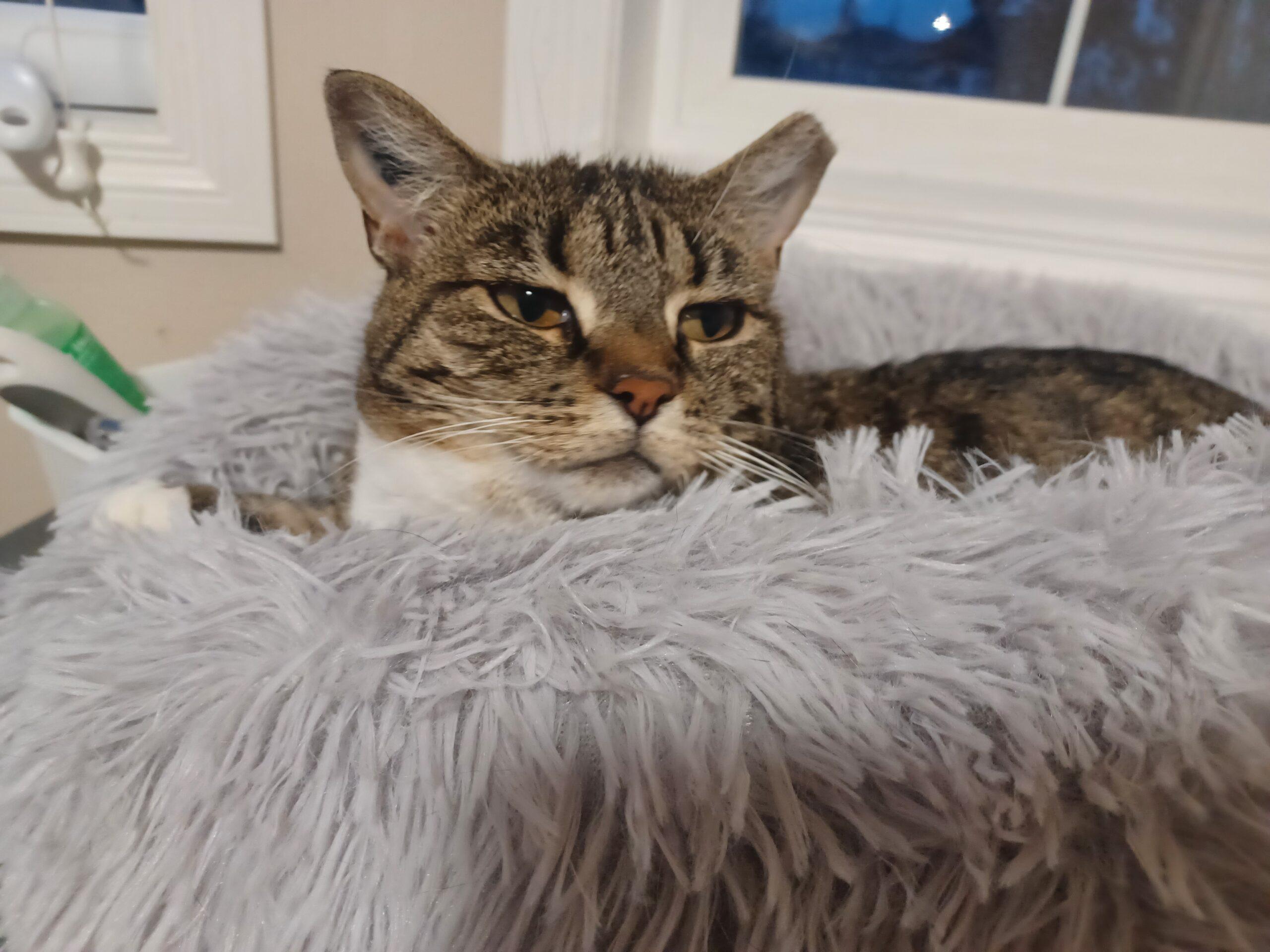 Masala, a Adoptable Domestic Short Hair in Calgary, AB image 1/4