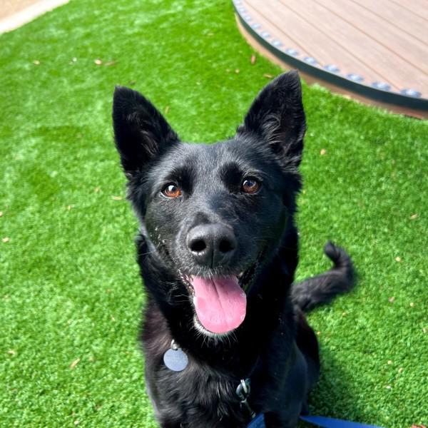 Enlarge Bella, a Adoptable mixed breed in Walnut Creek, CA image 1/2