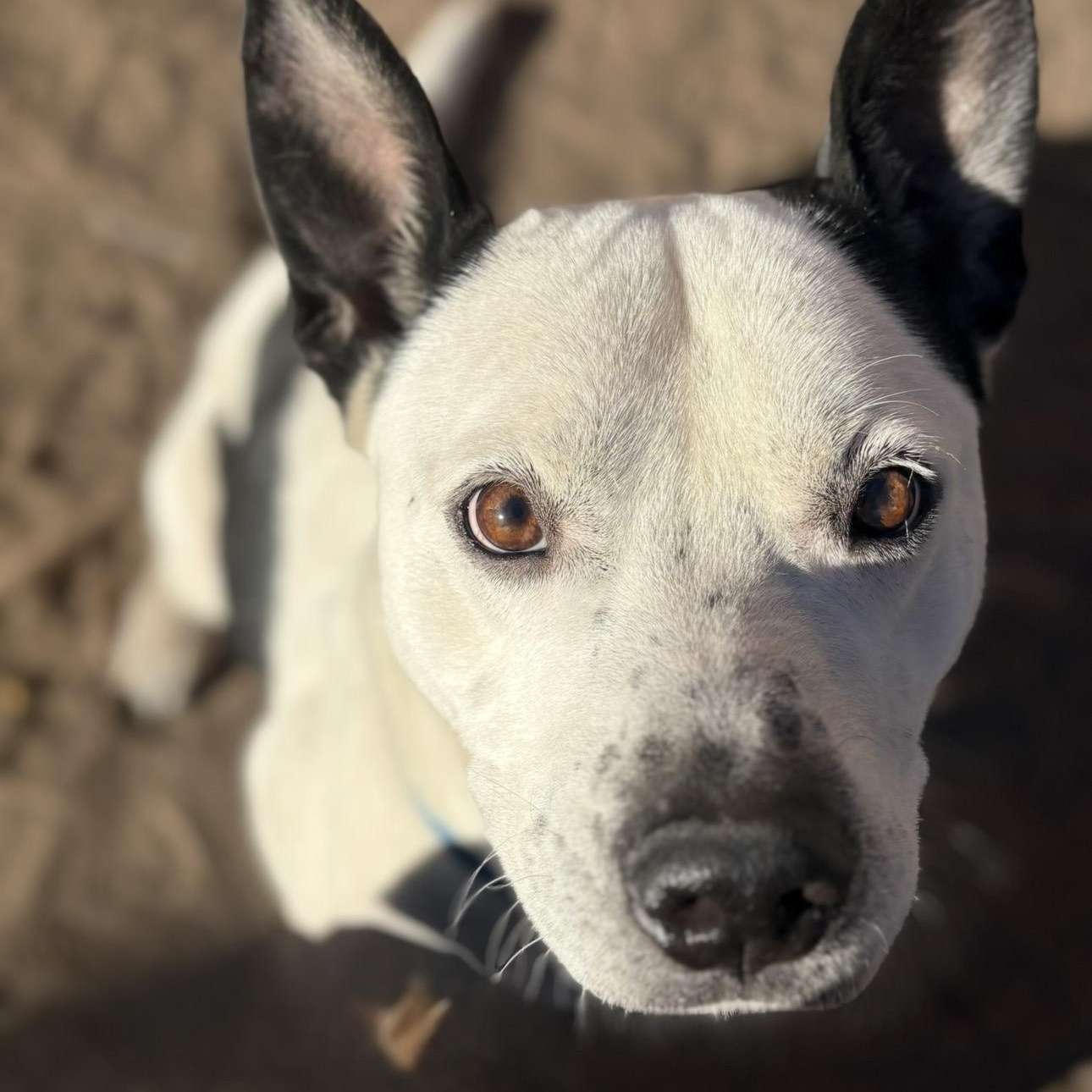 Bolt, Adoptable, Adult Male Pit Bull Terrier.