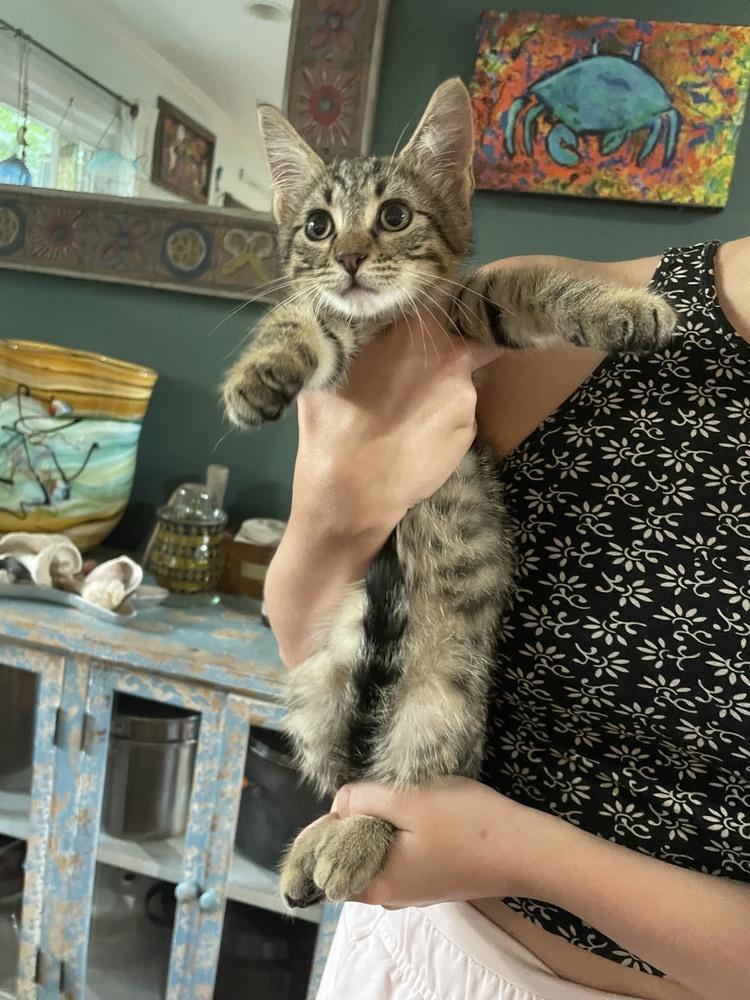 Rocket, Adopted, Kitten Male Domestic Short Hair & Maine Coon.