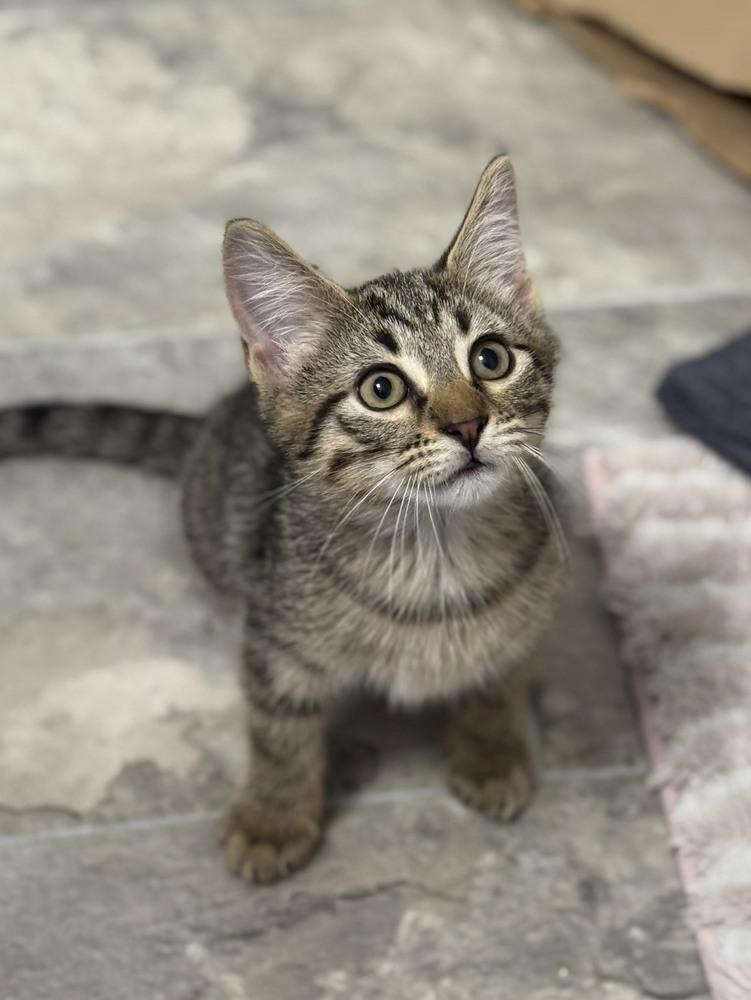 Enlarge Rocket, a Adopted mixed breed in Wilmington, NC image 5/5