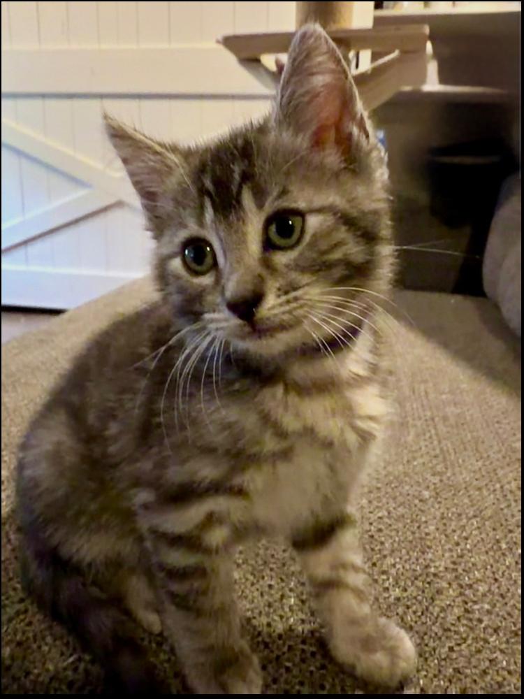 Enlarge Anastasia, a Adoptable Domestic Short Hair in Wellington, FL image 1/1