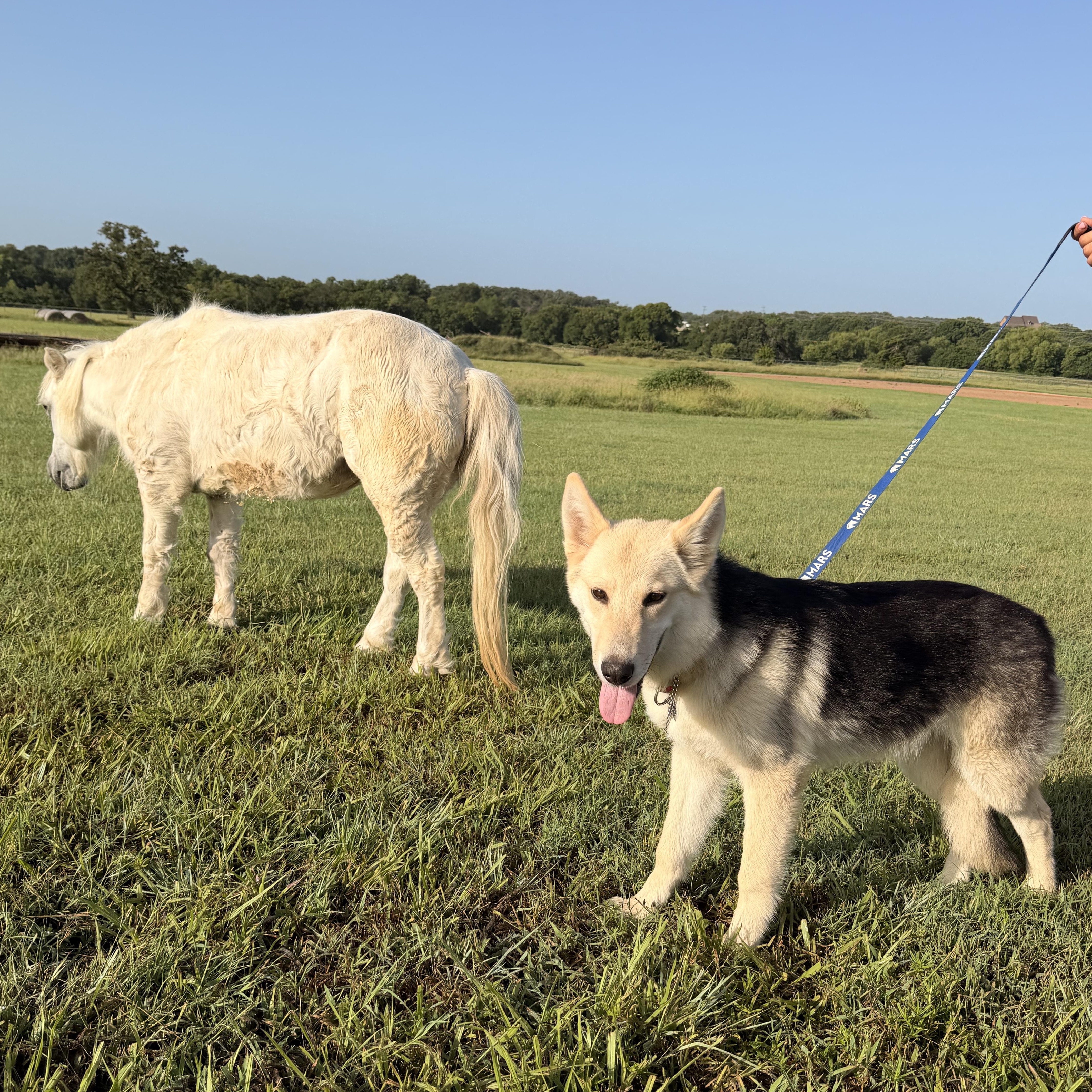 Enlarge Evangeline, an adopted mixed breed in Lexington , KY image 3/5