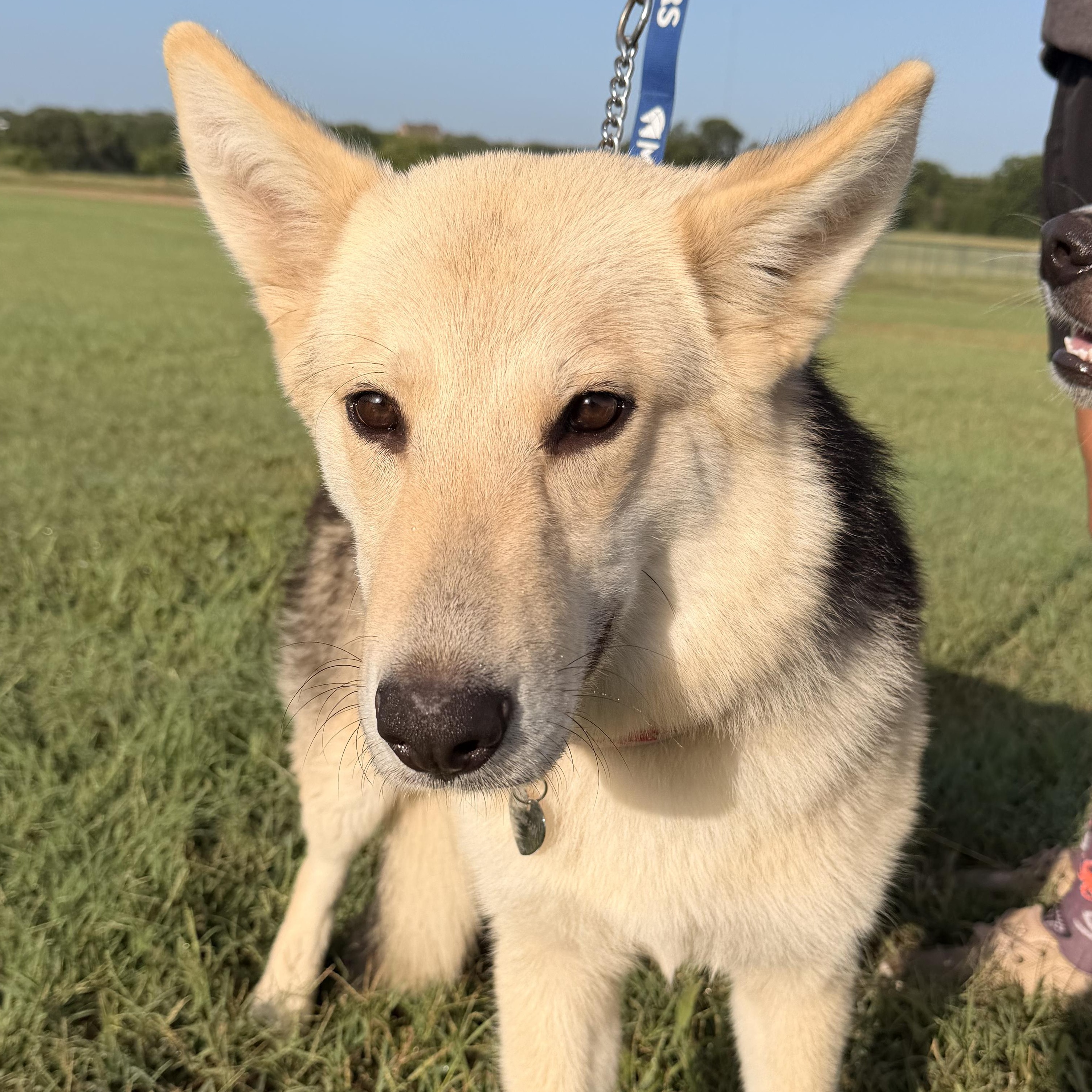 Enlarge Evangeline, an adopted mixed breed in Lexington , KY image 2/5