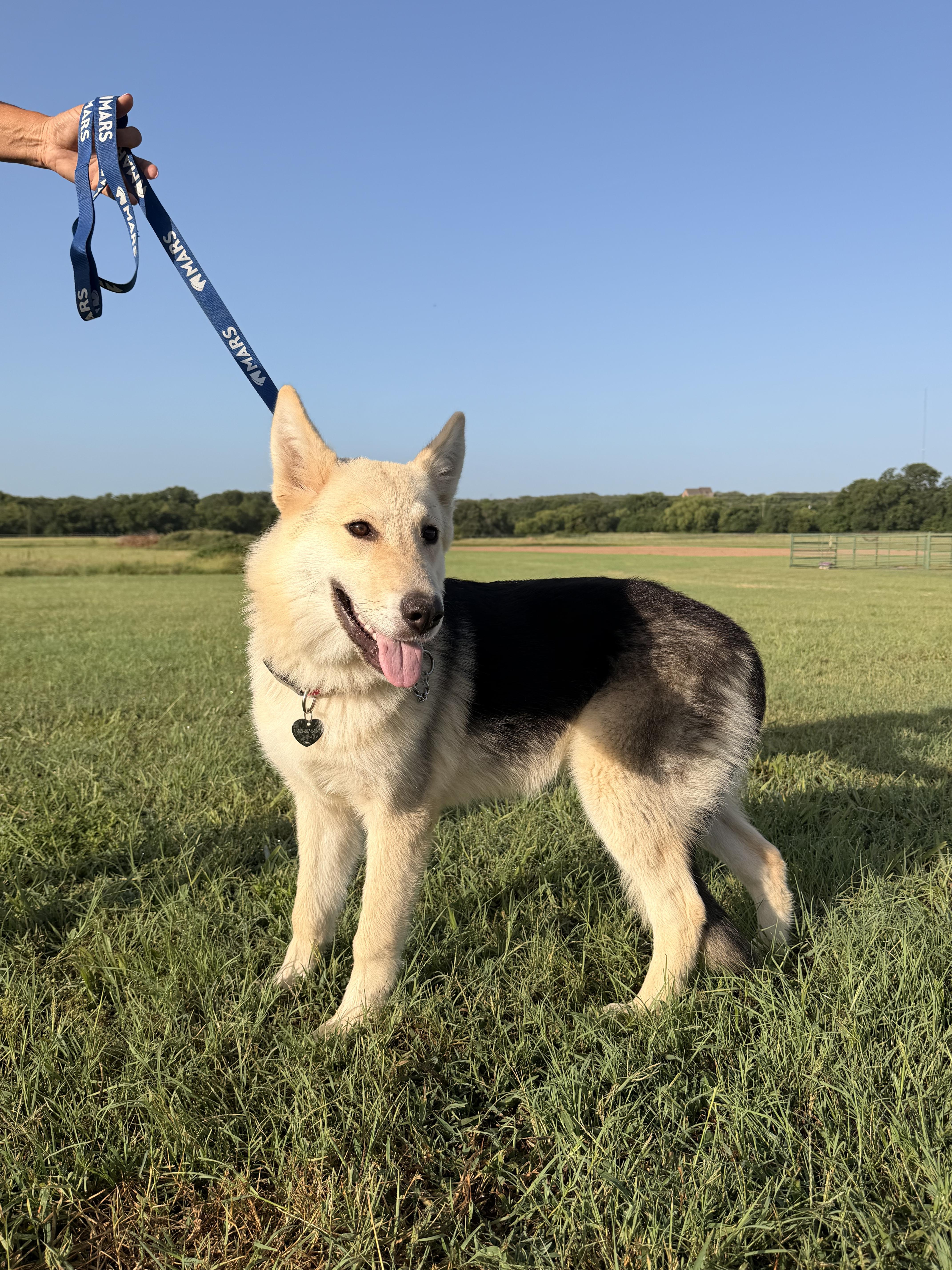 Enlarge Evangeline, an adopted mixed breed in Lexington , KY image 4/5