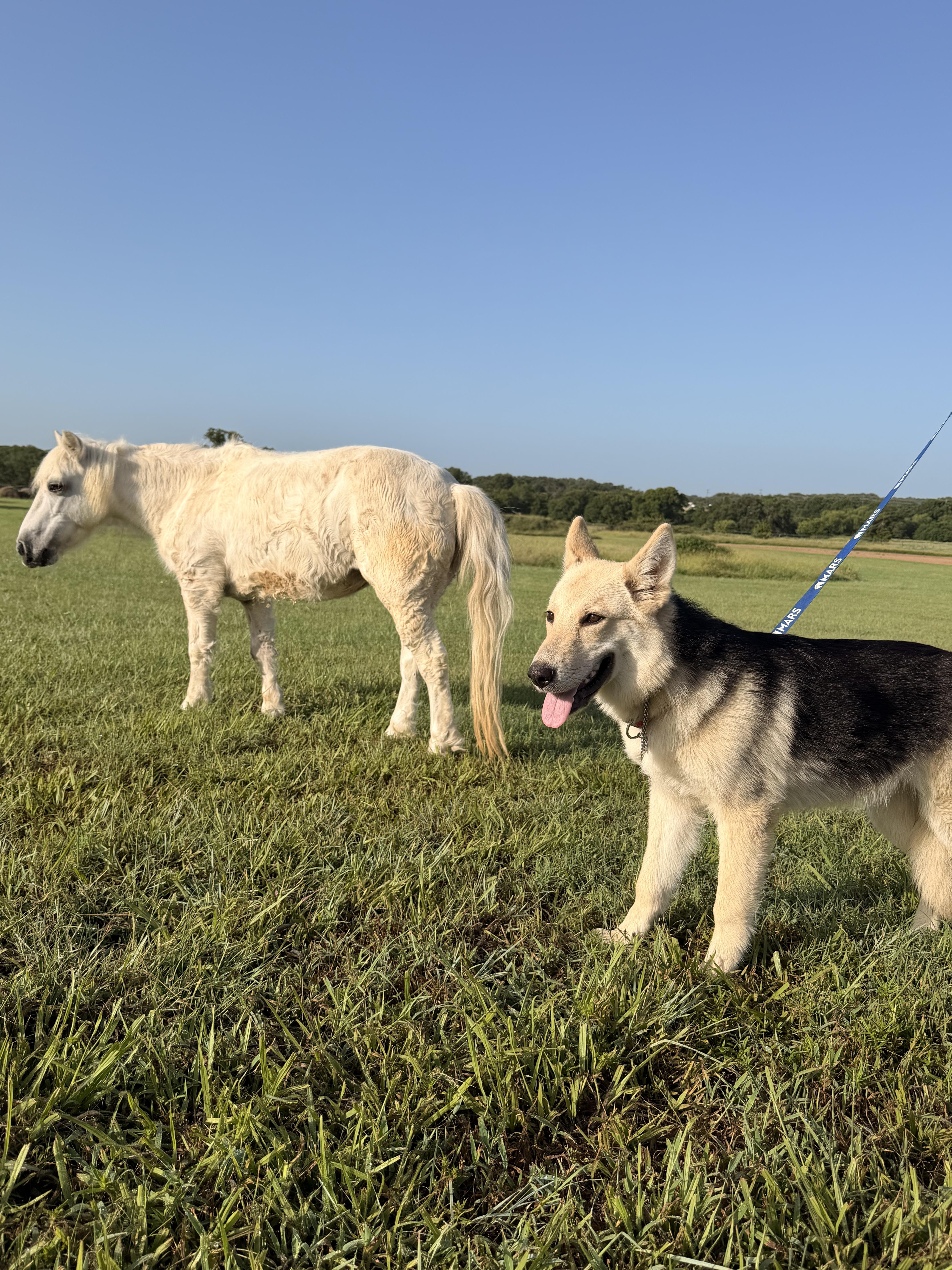 Enlarge Evangeline, an adopted mixed breed in Lexington , KY image 5/5