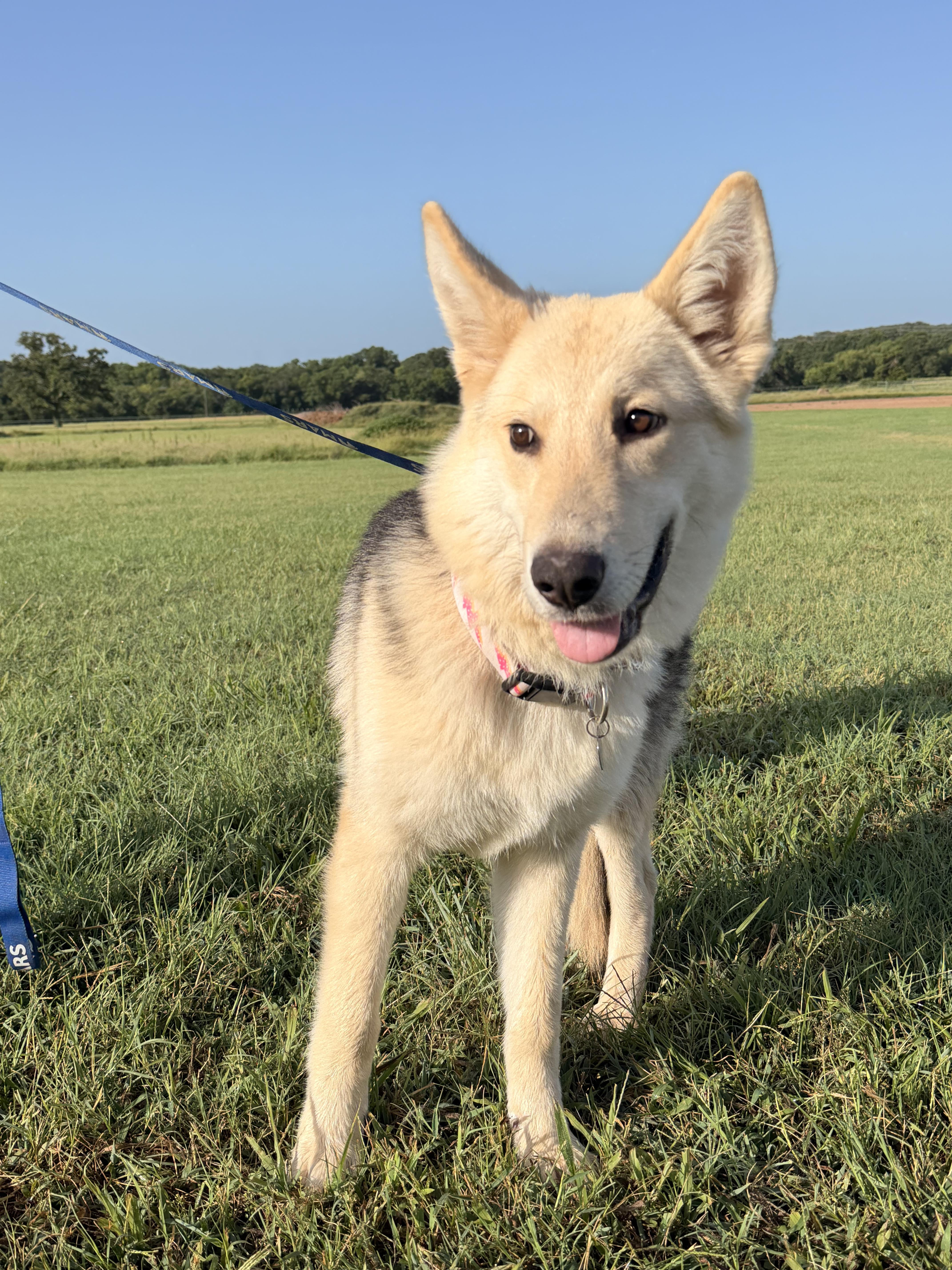 Evangeline, adopted, Puppy Female German Shepherd Dog.