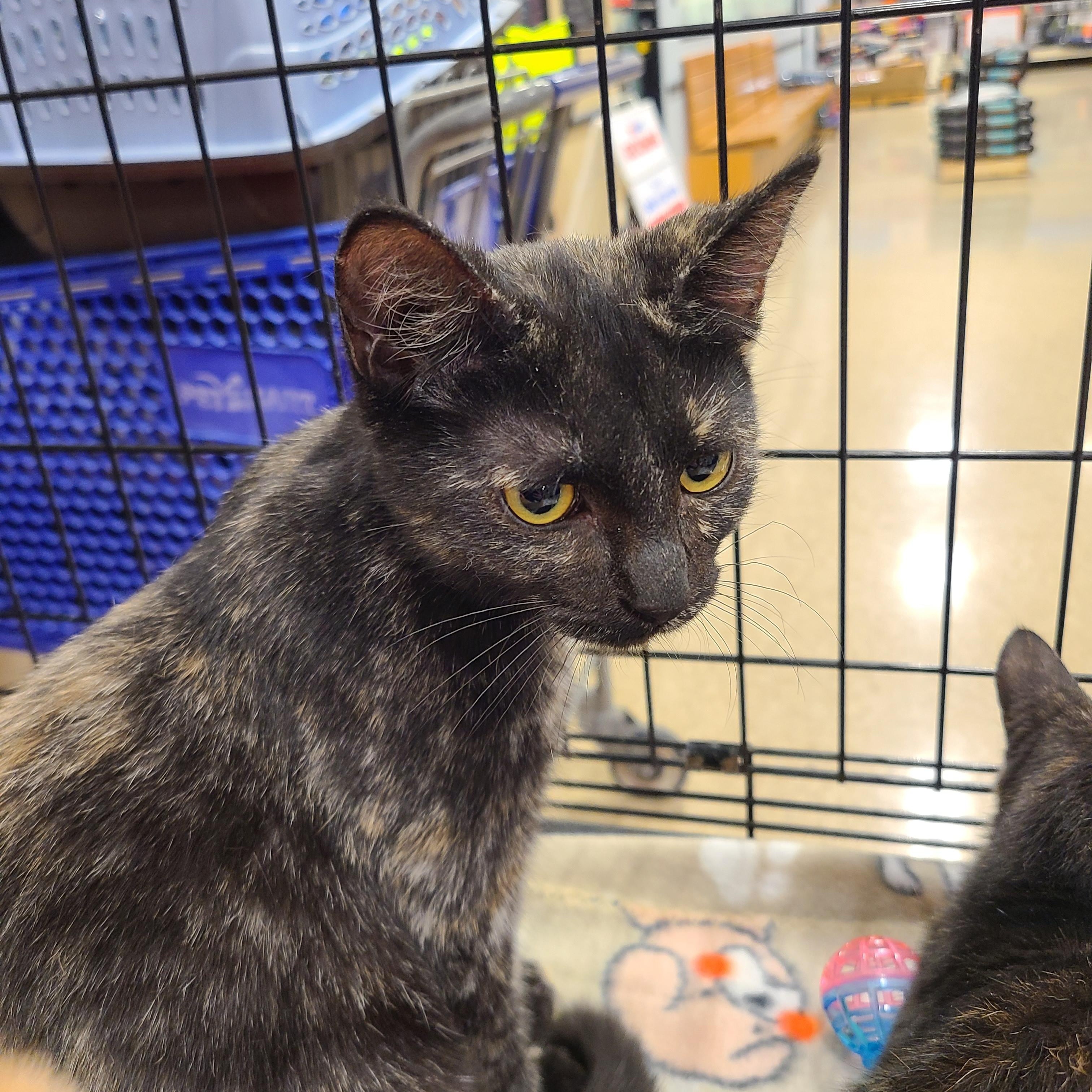 Cindy, Adoptable, Kitten Female Domestic Short Hair.