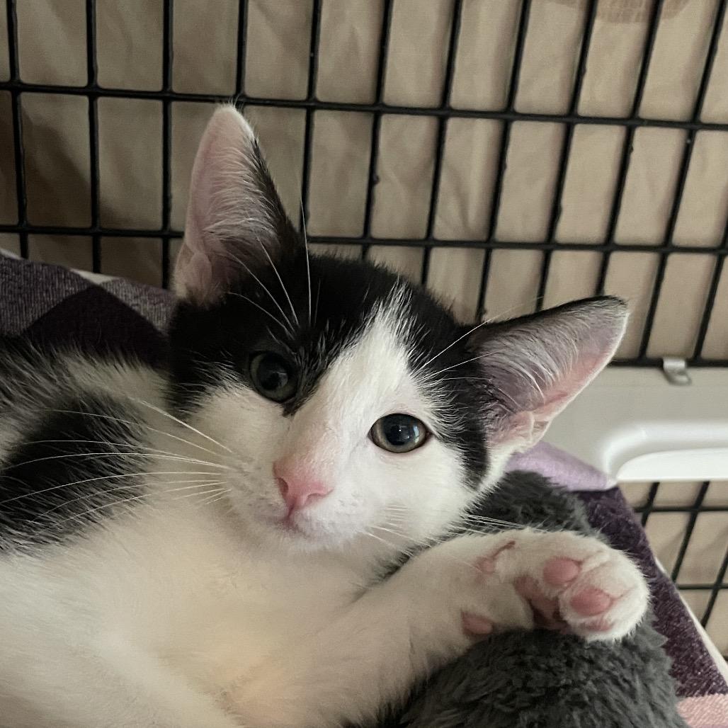Chin Chin, Adoptable, Kitten Male Domestic Short Hair.
