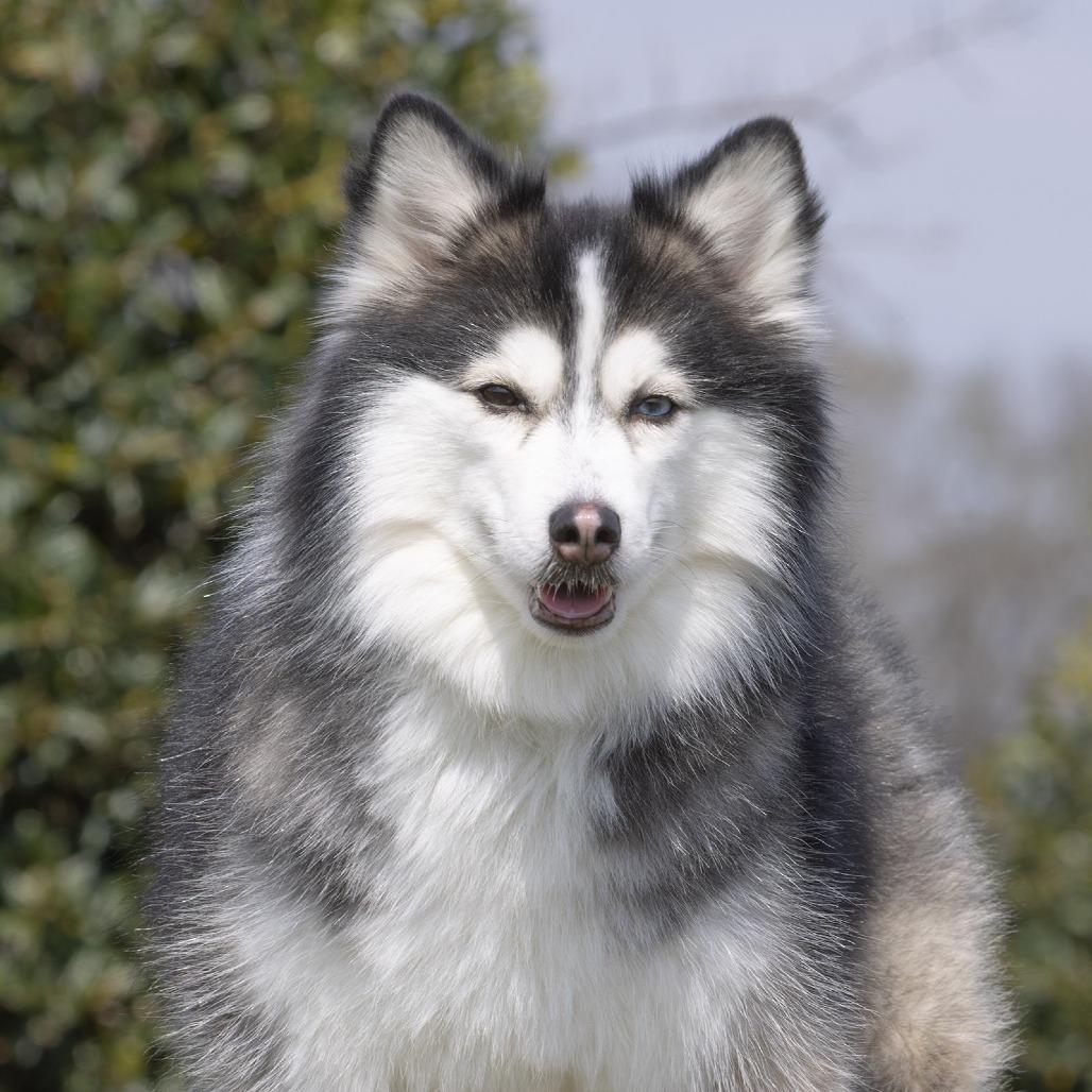 Cami, Adoptable, Adult Female Siberian Husky & Pomeranian.