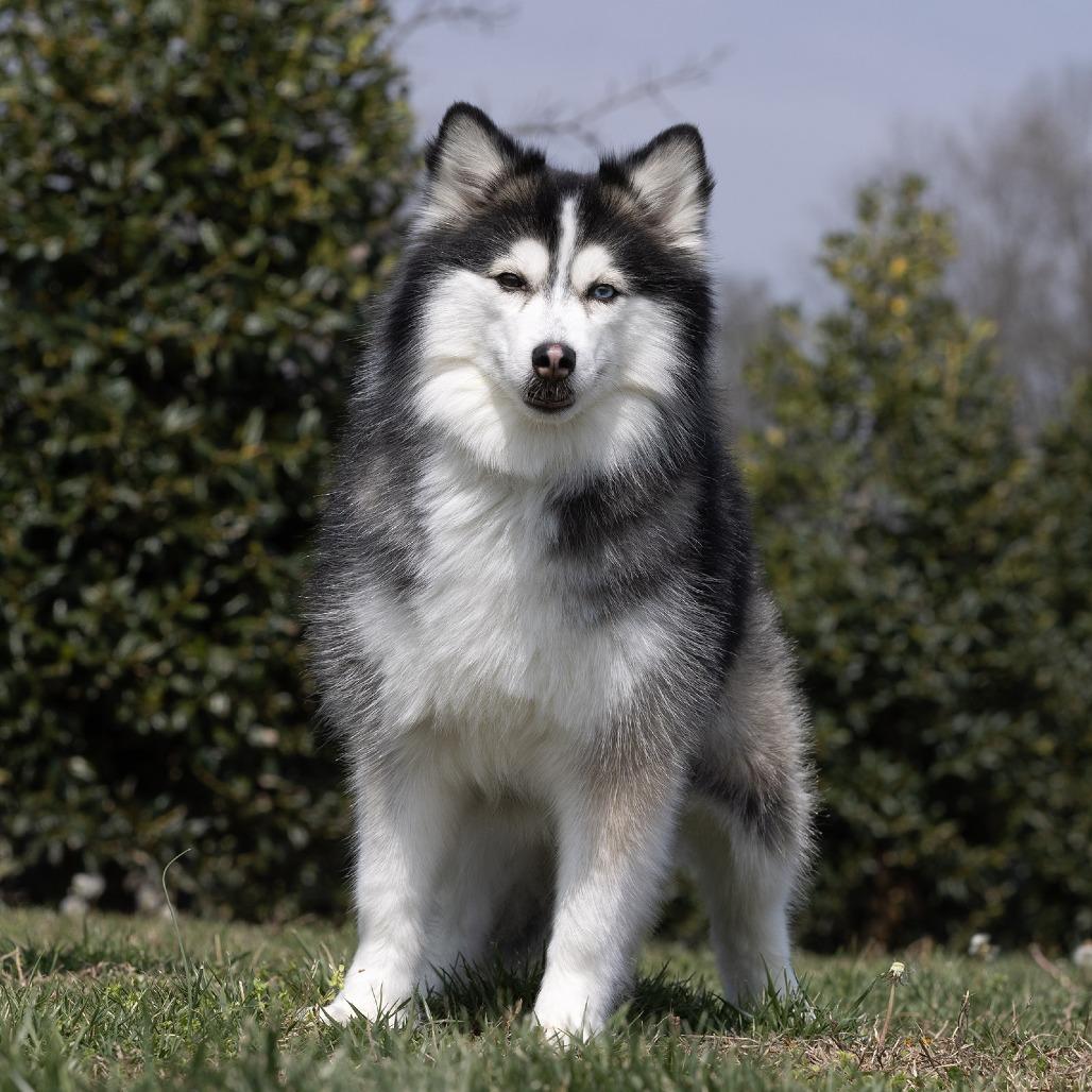 Enlarge Cami, a Adoptable mixed breed in Franklin, TN image 2/2