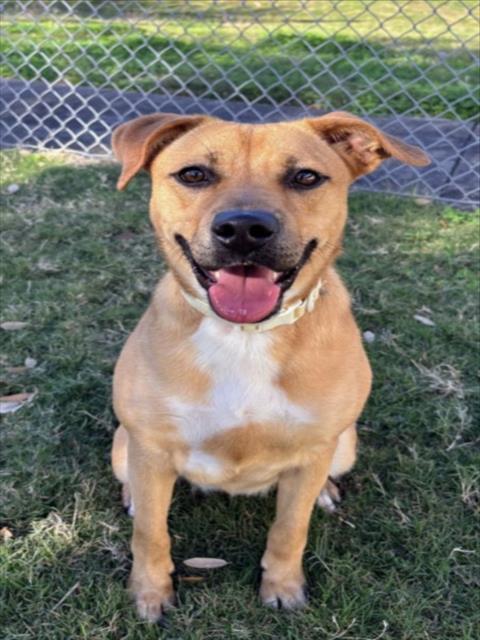 PERSIMMON, Adoptable, Young Female Black Mouth Cur.