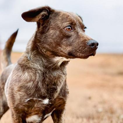 Chestnut, Adoptable, Adult Male Basset Hound & Dutch Shepherd.