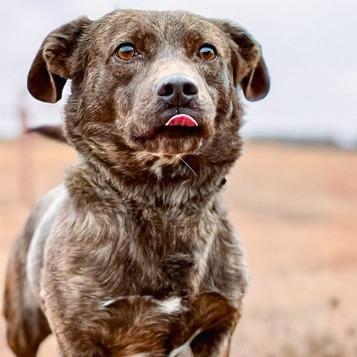 Enlarge Chestnut, a Adoptable mixed breed in Salem, OR image 2/6