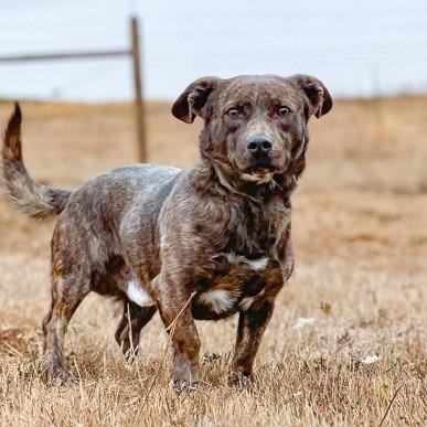 Enlarge Chestnut, a Adoptable mixed breed in Salem, OR image 3/6