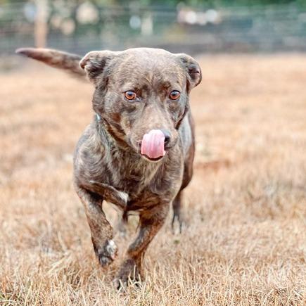 Enlarge Chestnut, a Adoptable mixed breed in Salem, OR image 4/6