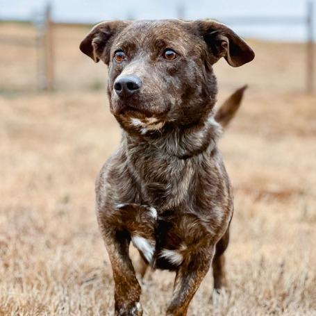 Enlarge Chestnut, a Adoptable mixed breed in Salem, OR image 5/6