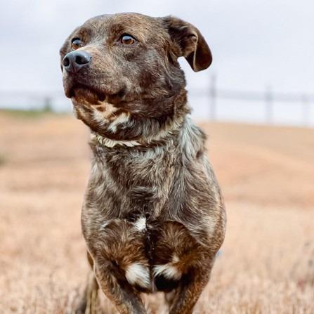 Enlarge Chestnut, a Adoptable mixed breed in Salem, OR image 6/6