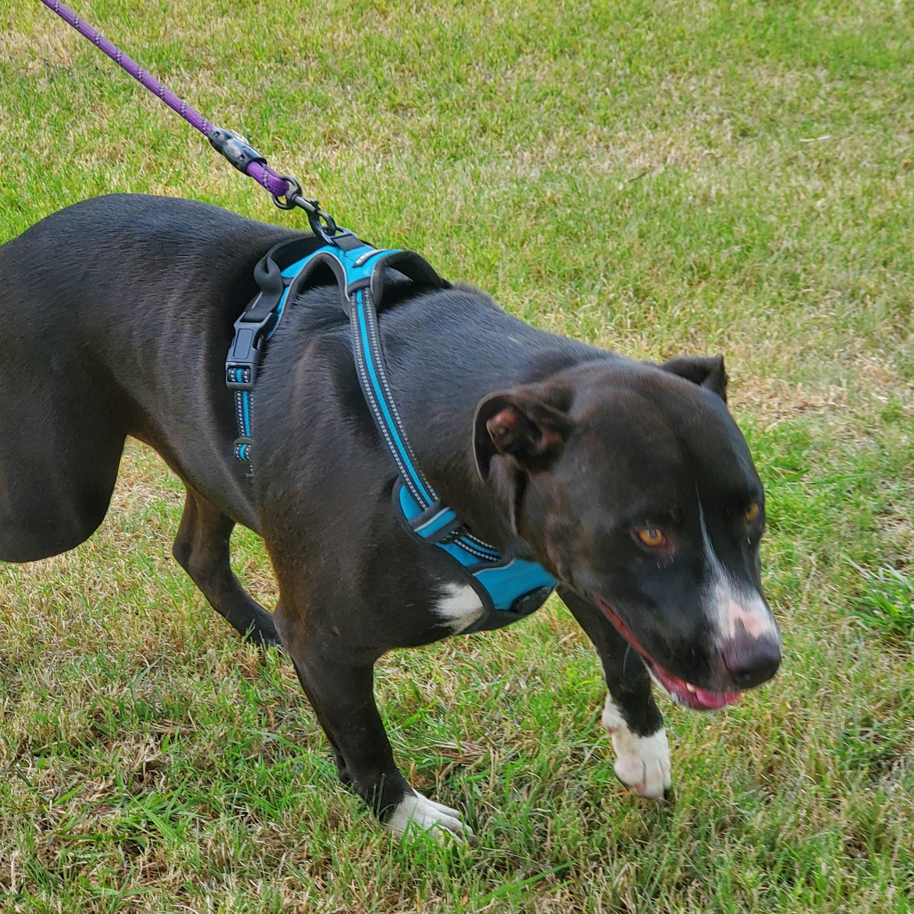 Rocky, Adoptable, Young Male Labrador Retriever & Shepherd.