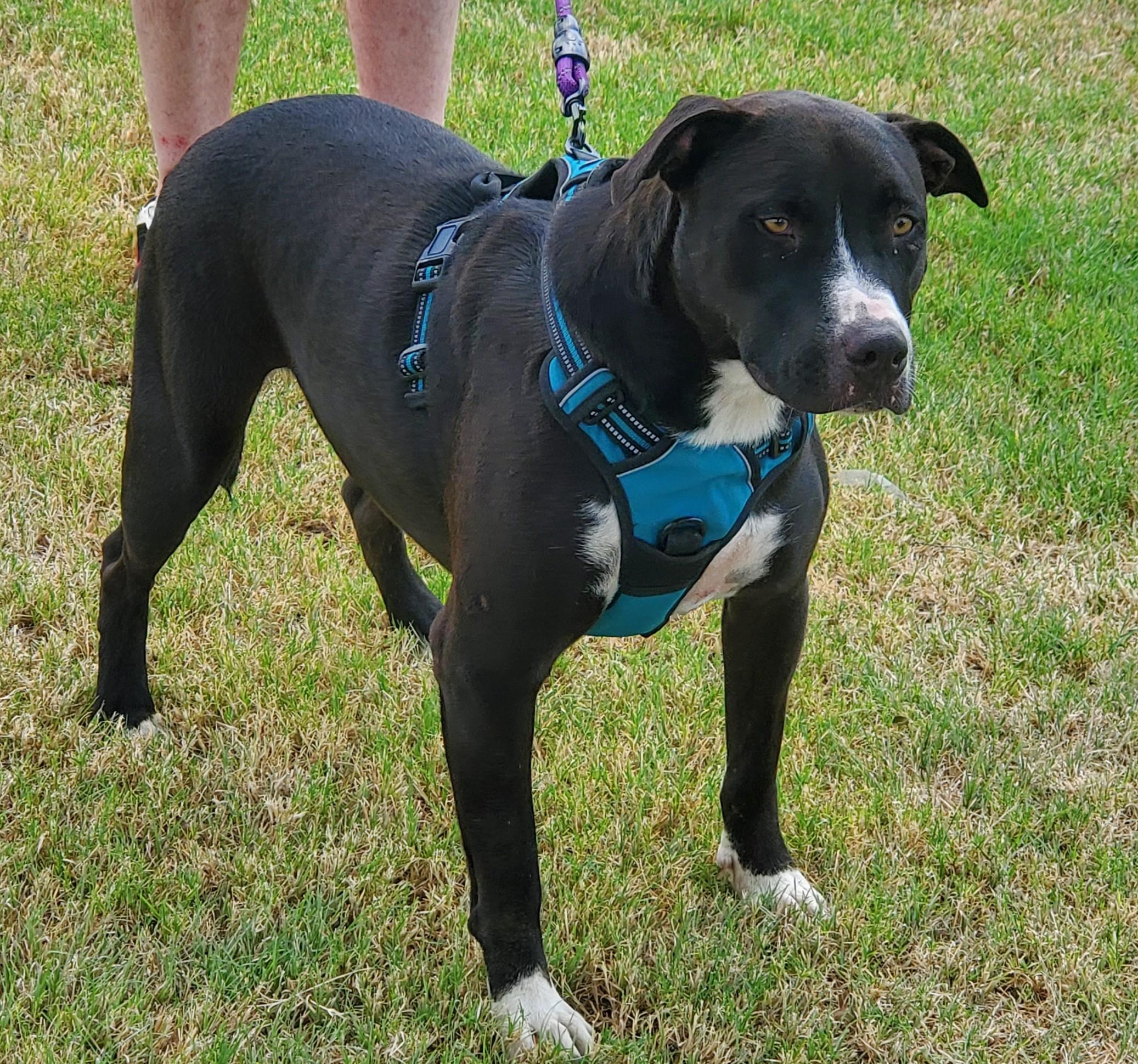 Rocky, a Adoptable mixed breed in White Settlement, TX image 2/3