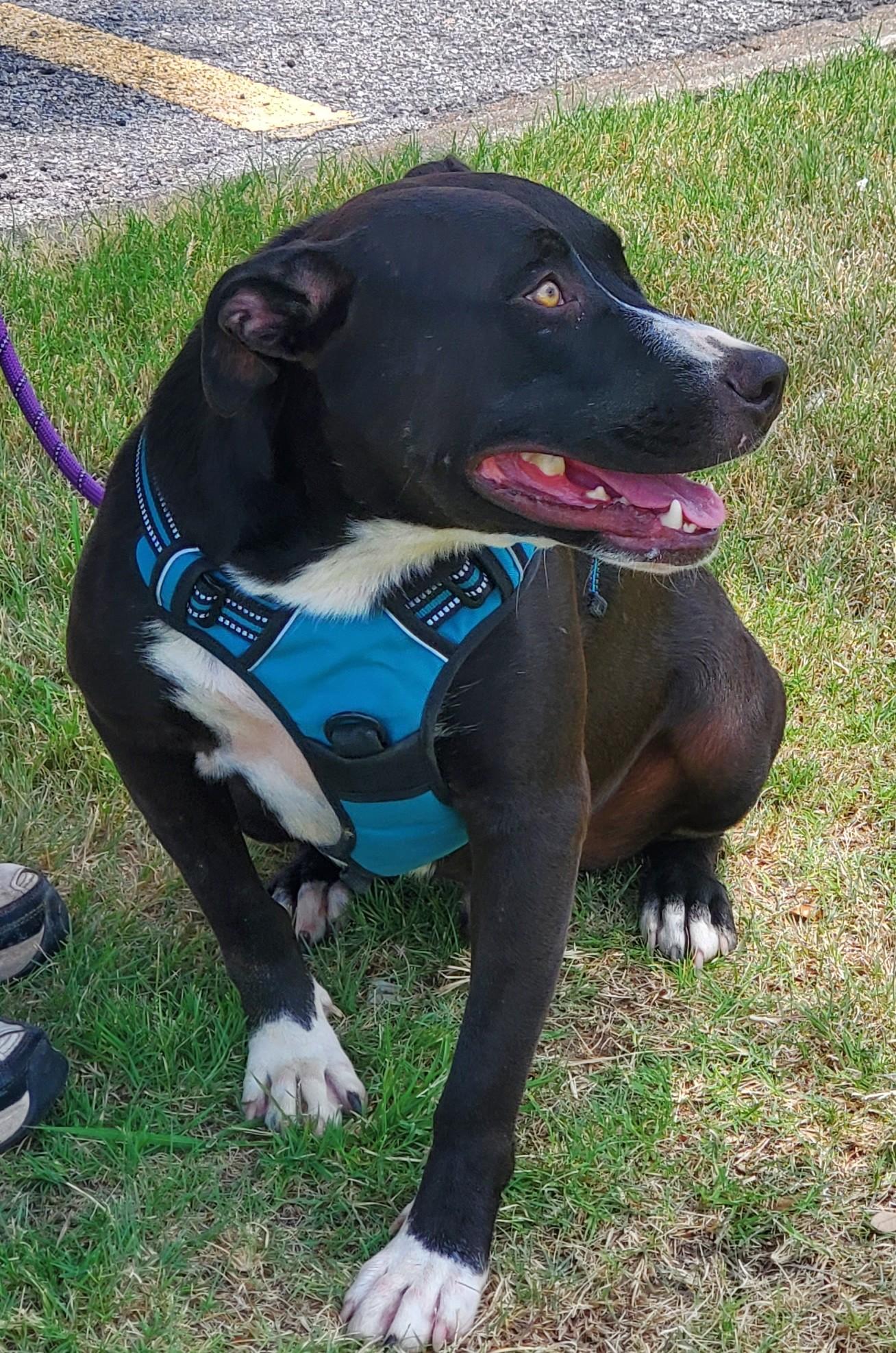 Rocky, a Adoptable mixed breed in White Settlement, TX image 3/3