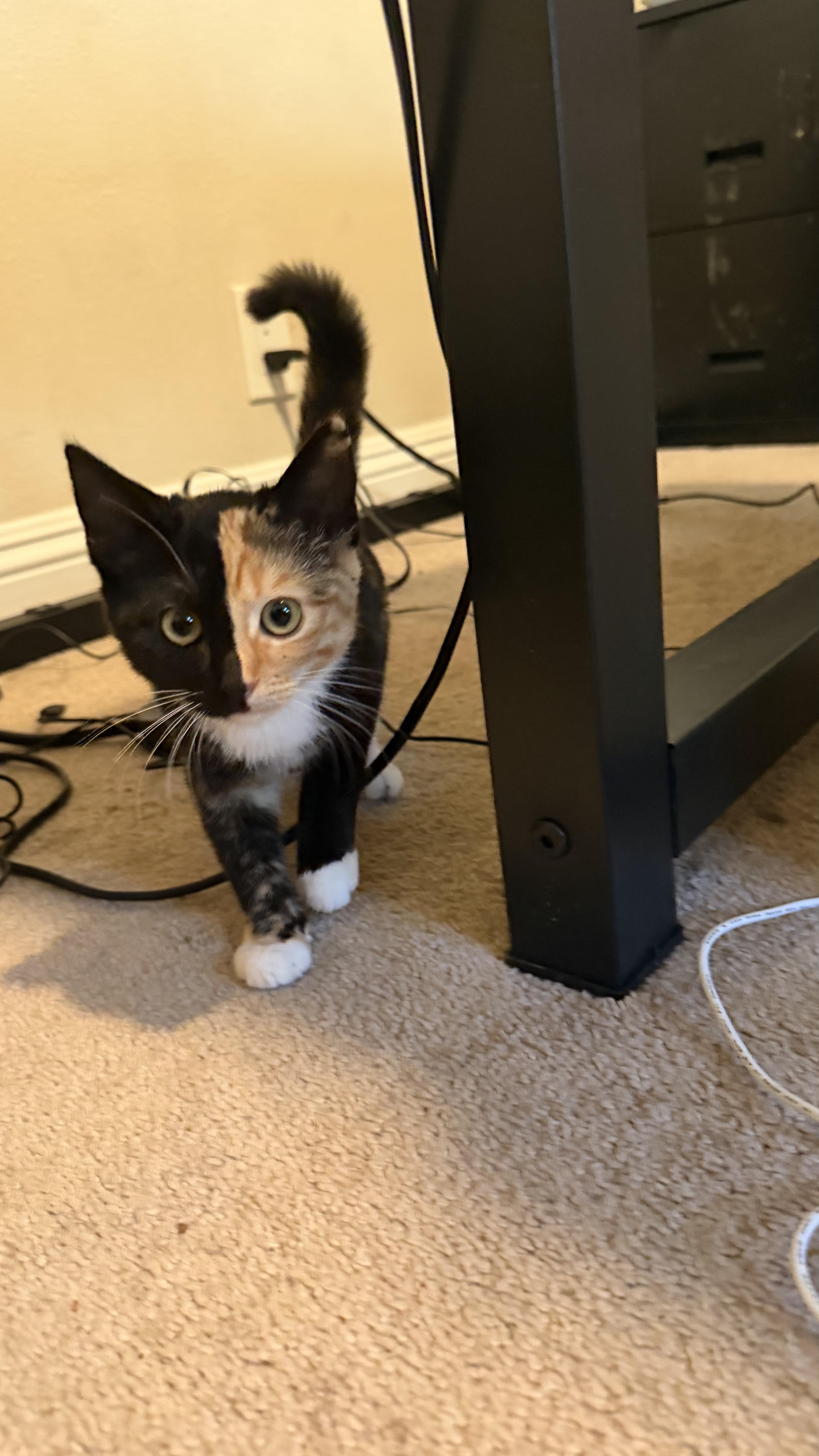 Halloween, Adoptable, Young Female Domestic Short Hair & Calico.